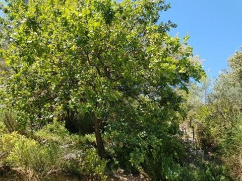 Cabane Dans Les Arbres "La Kaz Aux Cigales" Cuers Exteriör bild
